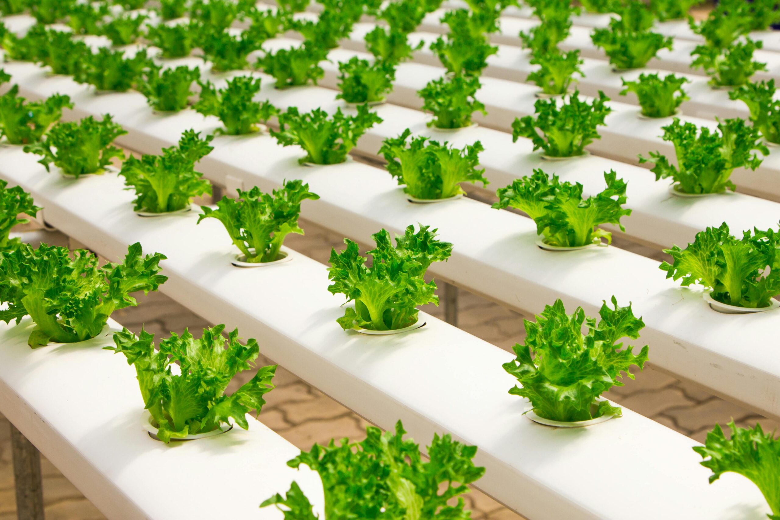 Maximizing Crop Yield with Hydroponic Nutrient Solutions